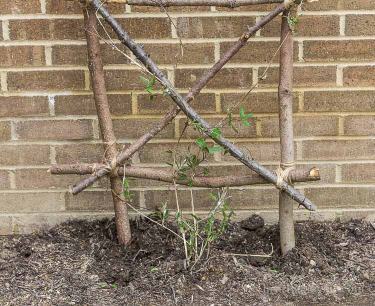 diy garden trellis bottom clematis