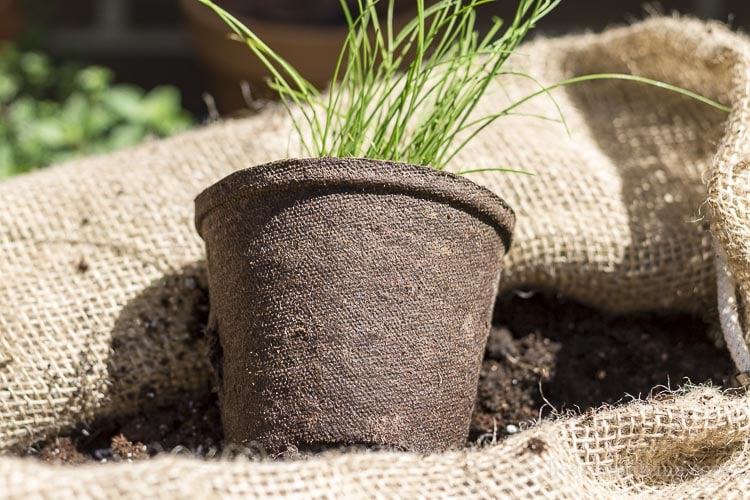 Chives in biodegradable pot.