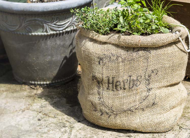 Herb garden in burlap sack on patio.