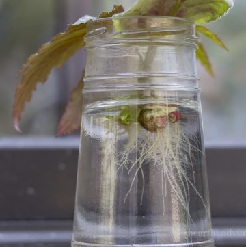 African Violet & Begonia cuttings in glass of water