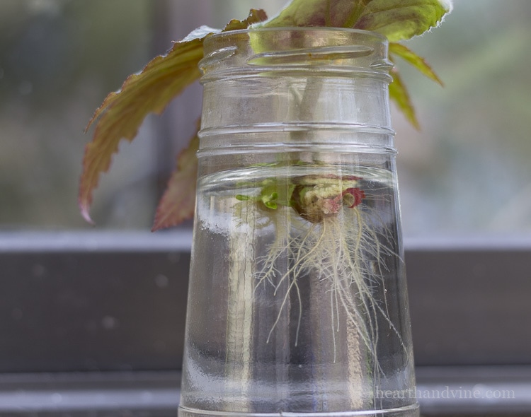 African Violet & Begonia cuttings in glass of water