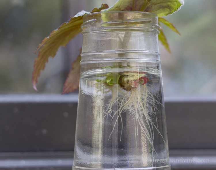 leaf-roots-in-water.jpg