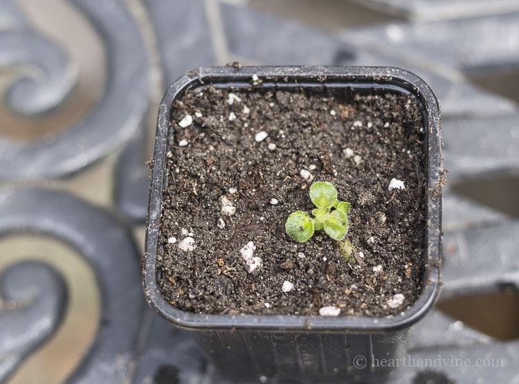 Potted new growth from African Violet leaf cutting