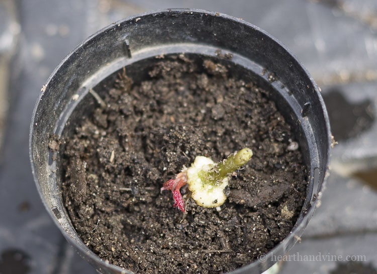 Potted new growth on begonia cutting