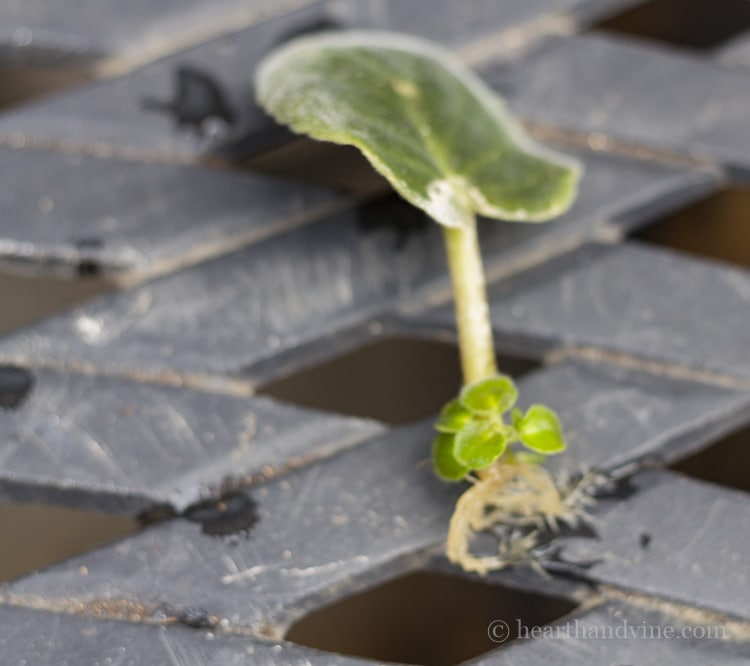 African Violet leaf with new plant growth