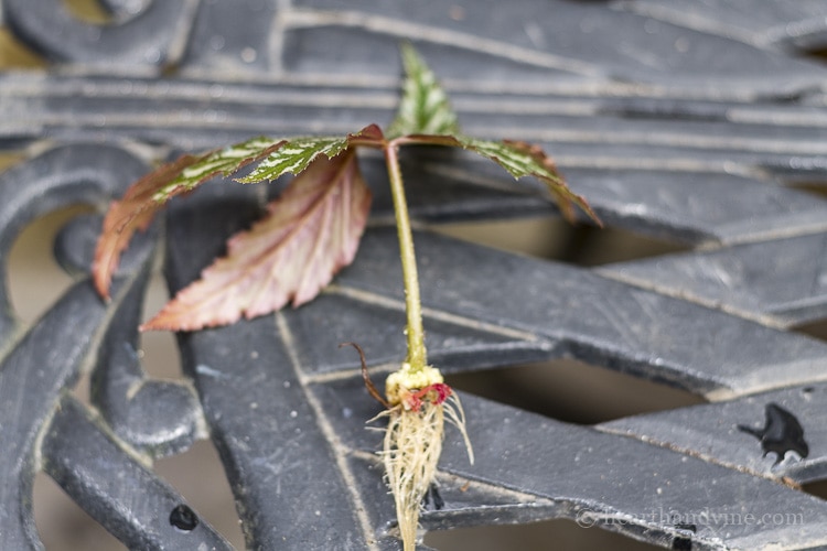 Begonia leaf rooted in water