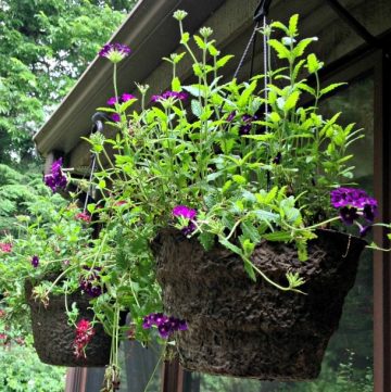 Tips for creating beautiful hanging flower containers.