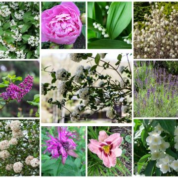 10 fragrant plants for the garden in a gallery