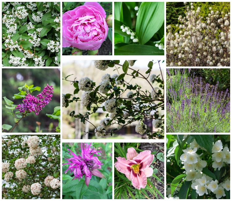 10 fragrant plants for the garden in a gallery