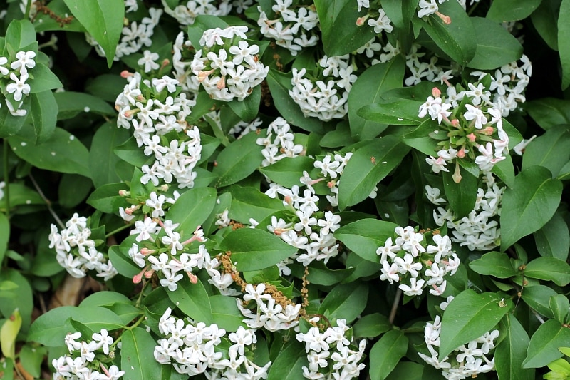 Abelia shrub in bloom in spring.