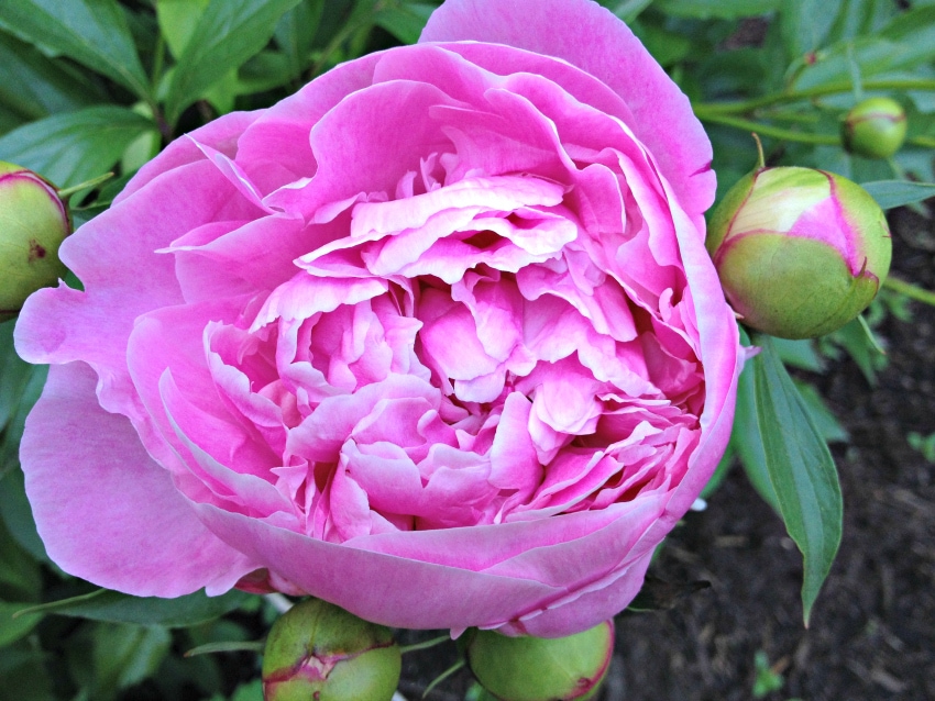 Peonia Dr. Alexander Flemming fragrant peony.