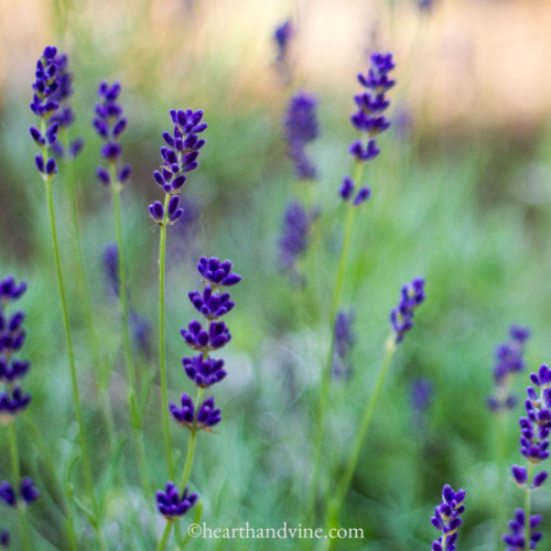 Hidcote lavender in bloom in the garden.