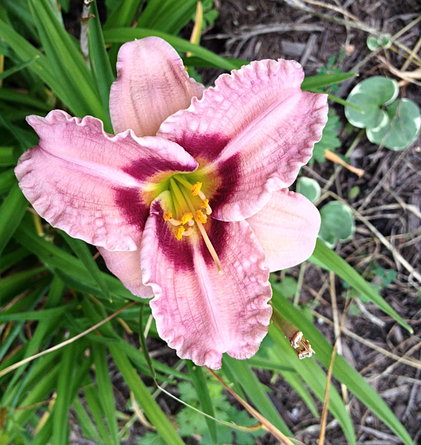 Daylily Rose Katherine for scented perennial choice.