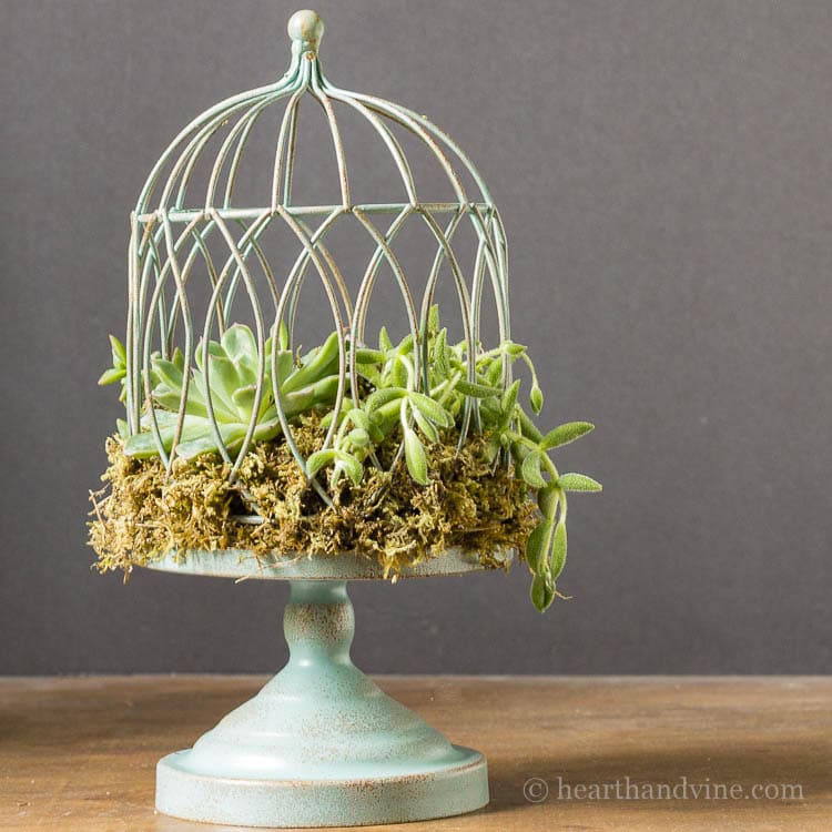 Birdcage planter with succulents.