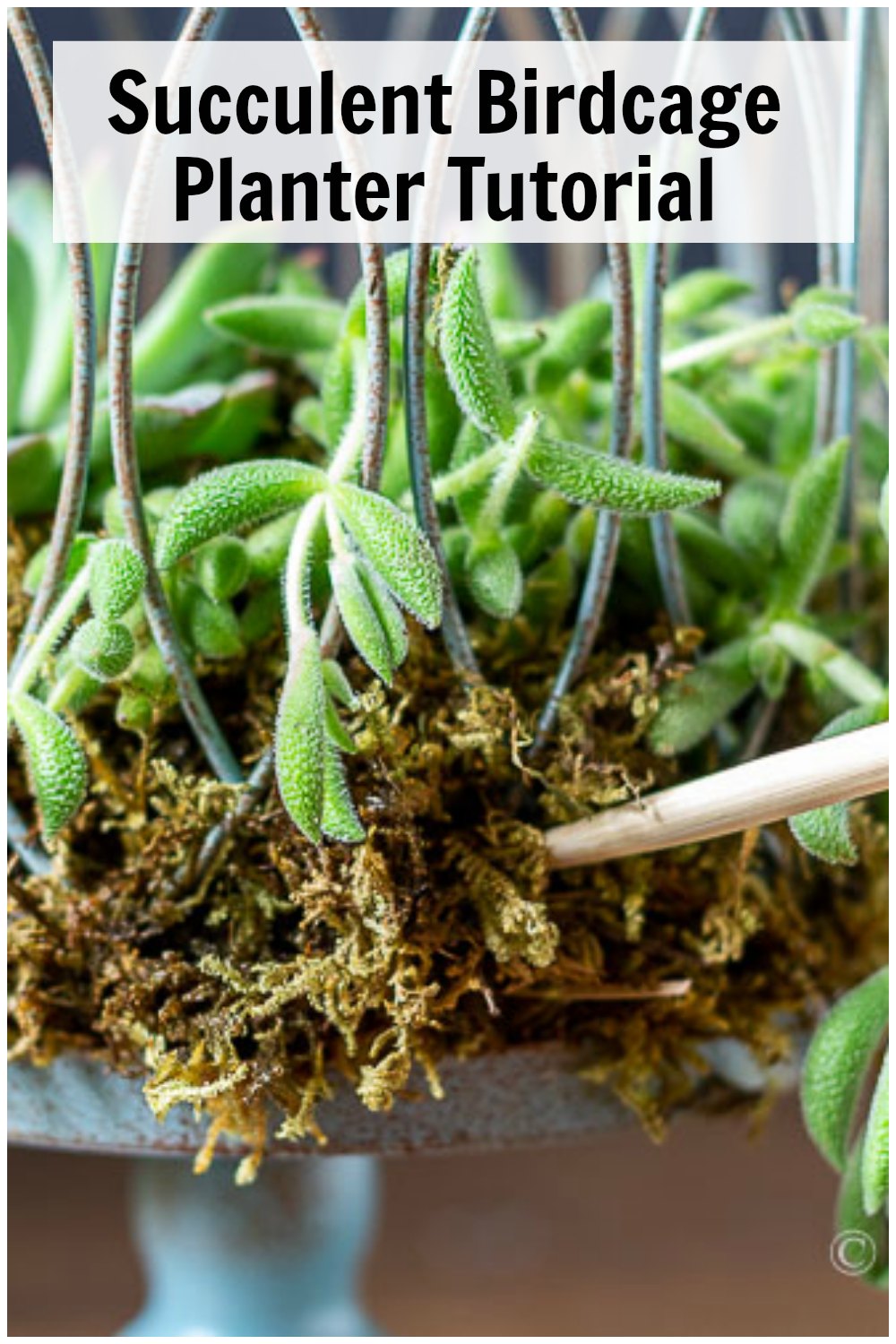 How to Make a Succulent Birdcage Planter Hearth and Vine