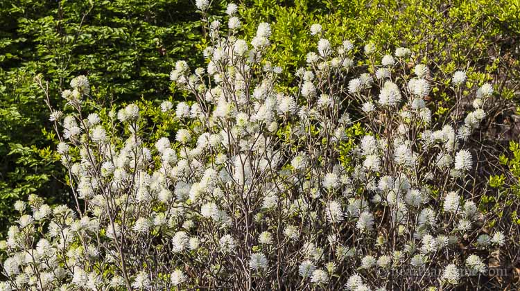 Fothergilla scented blooms in spring.