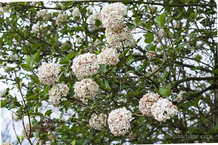 Favorite fragrant plants koreanspice viburnum shrub.