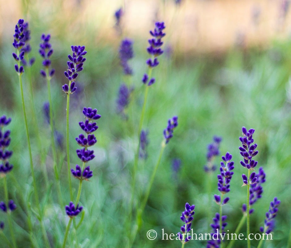 Hidcote lavender