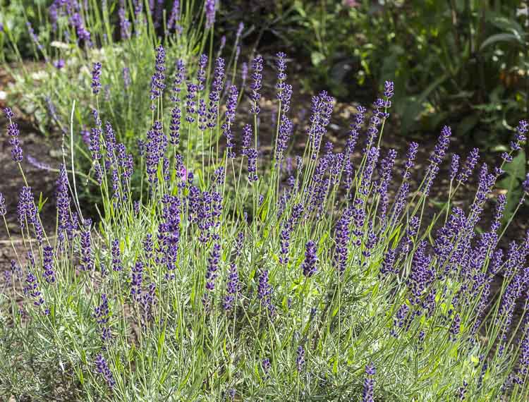 Lavender hidcote for scented blooms and foliage.