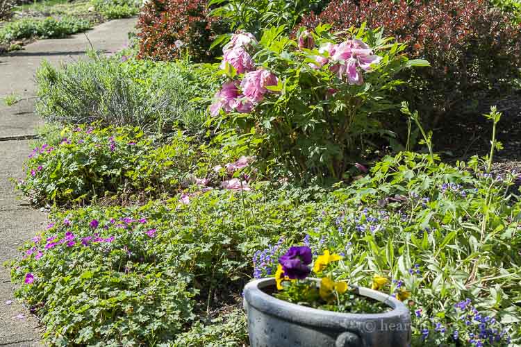 Gardens improve mental health.