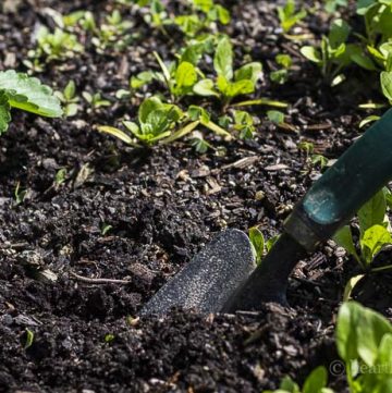 Way gardening can improve your mental health.