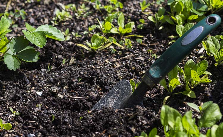 Way gardening can improve your mental health.