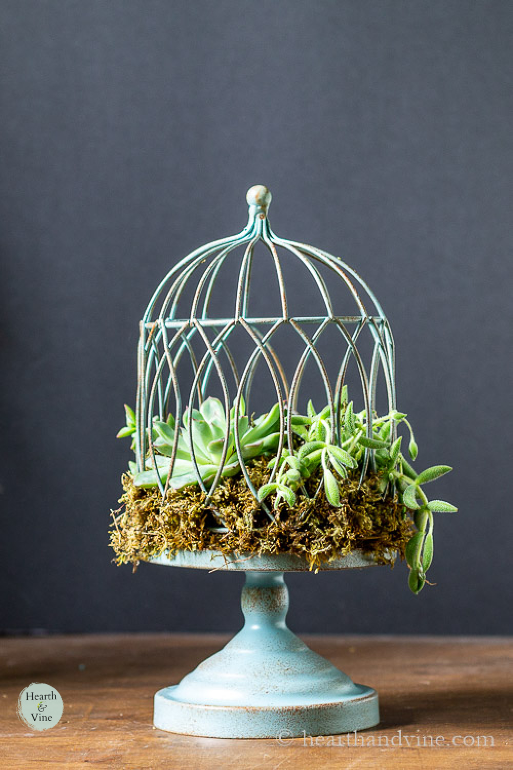 How to Make a Succulent Birdcage Planter Hearth and Vine