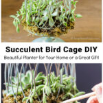 Succulent birdcage planter and same with wooden skewer pressing in moss.