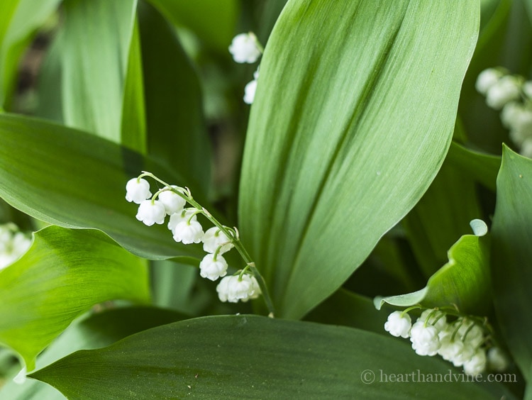 Lily of the valley perennial for fragrance.