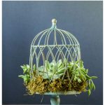 living succulent birdcage planter
