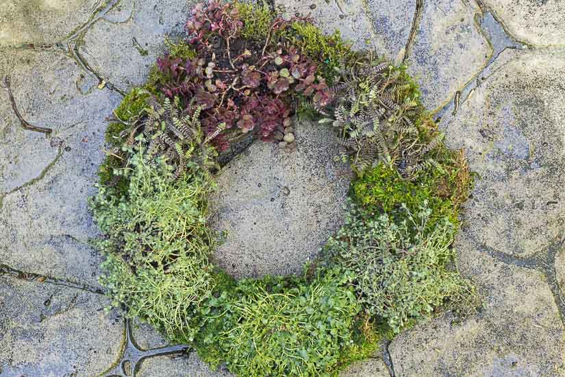 Ground cover living wreath on a patio.