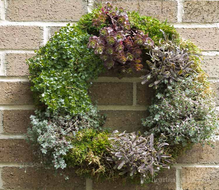 Heart sphagnum moss living wreath form - 17