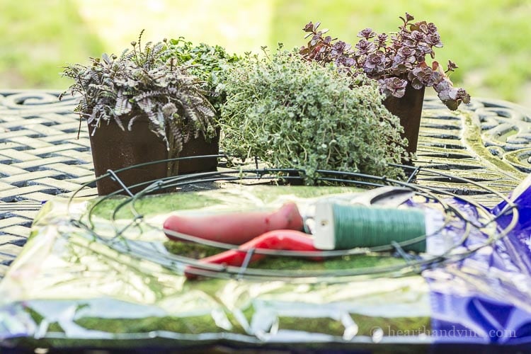 Supplies for living wreath including a wire wreath frame, floral wire and plants.