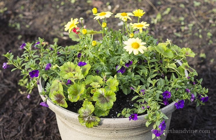 Close up view of yellow and purple planter.