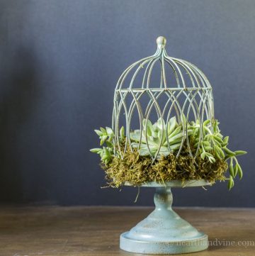 Succulent birdcage planter tutorial
