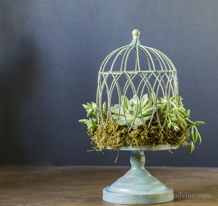 Succulent birdcage planter 