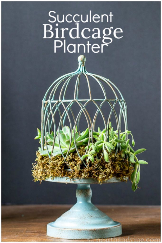 Succulent birdcage planter