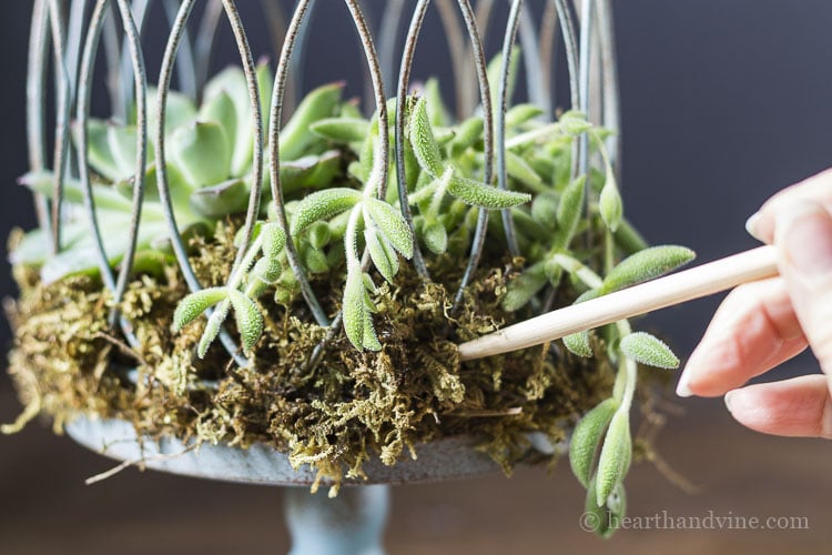 Cover and add moss where needed. Use a wooden skewer to press moss in.