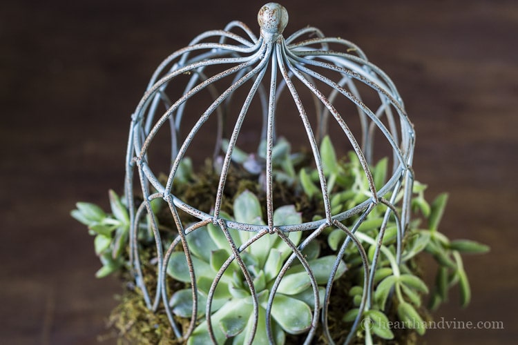 Top view of succulent birdcage planter