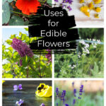 Edible flower collage, violets, lilacs, nasturtium, sweet woodruff, lavender and dandelions.