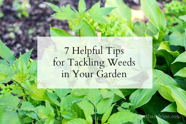 7 tips for tackling weeds in your garden.