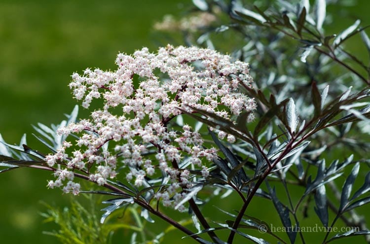 Sambucus nigra 'Black Lace' in bloom.