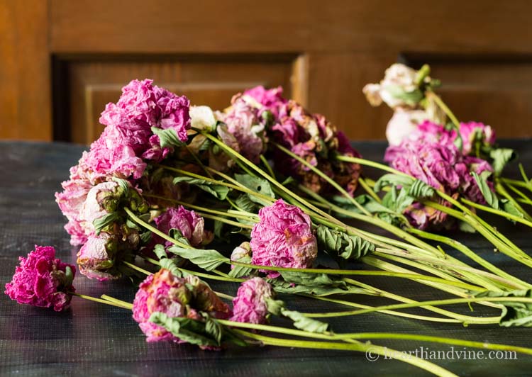 Dried peony flowers.