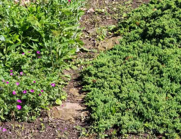 Broken down stone garden path.