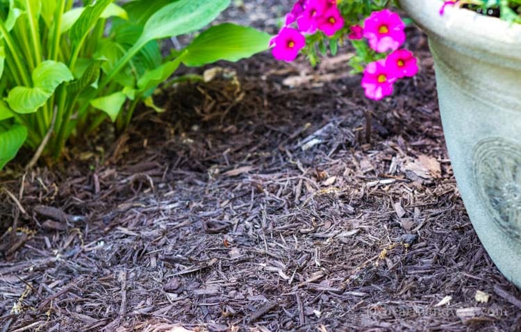 Mulching helps smother weeds and keep soil cool.
