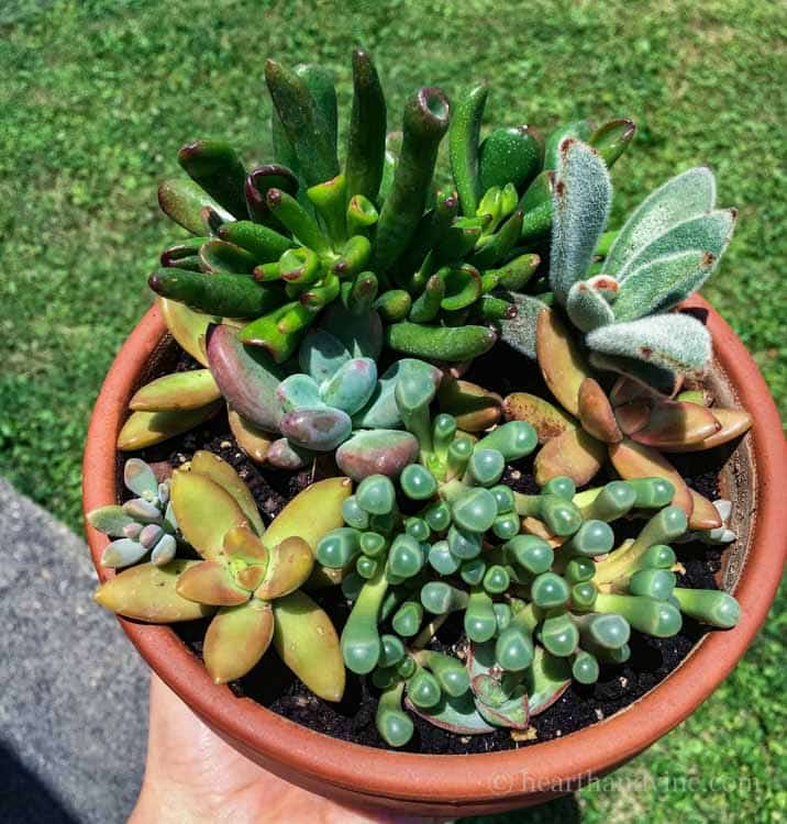 Succulents packed into a pot.