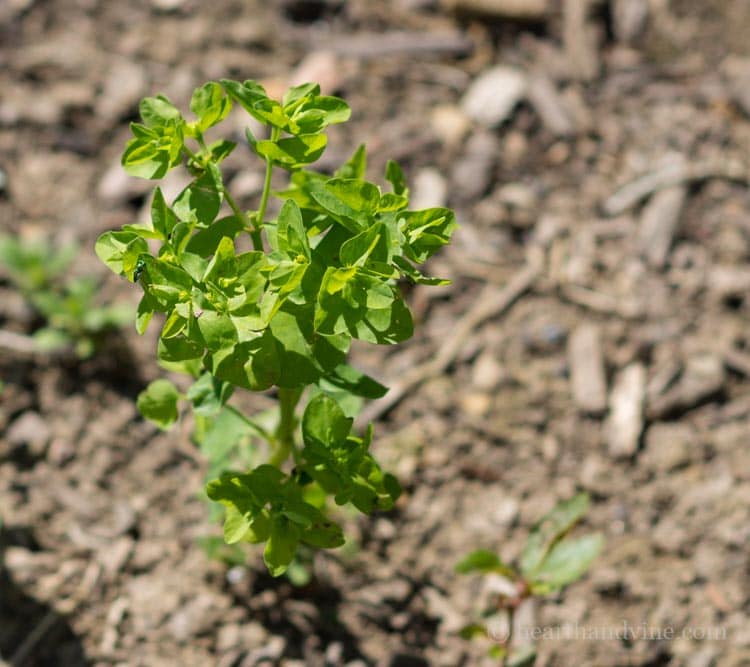 Identifying weeds in the garden.