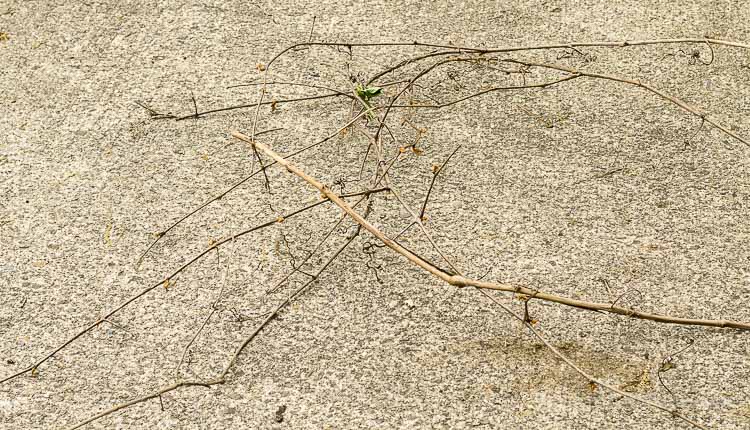 Old grapevine cut out of garden.