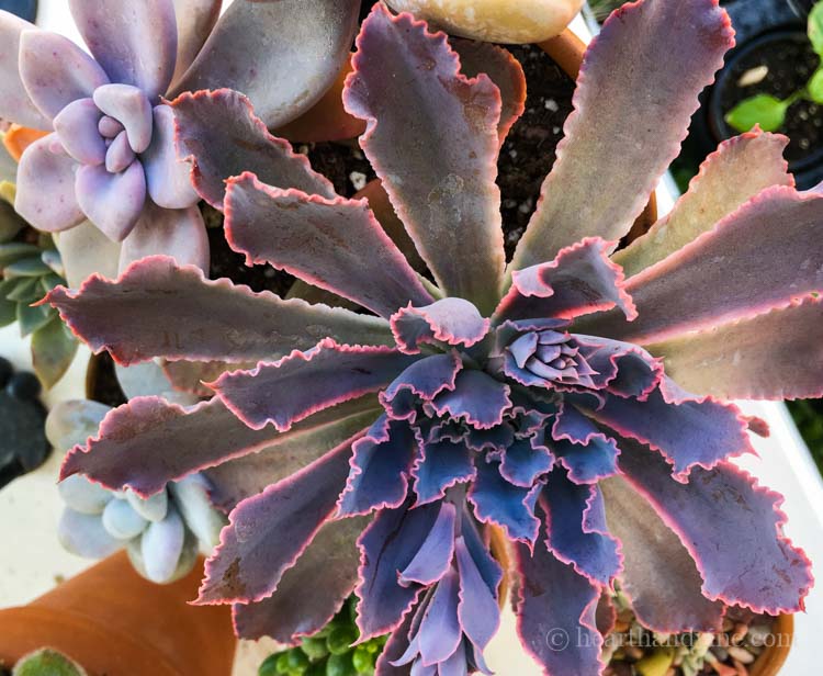 Purple succulent plant.