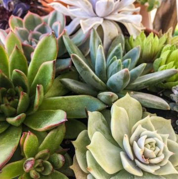 Group of mixed succulents in pot.